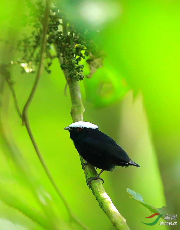 �׹���lWhite-crowned Manakin.jpg