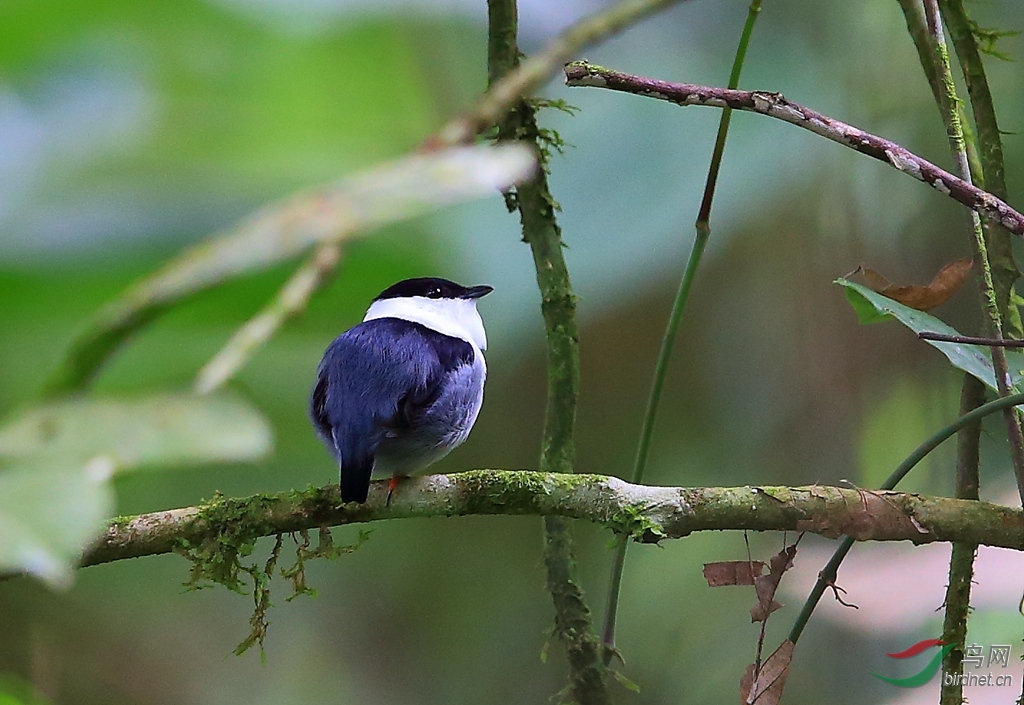���뽿�lWhite-bearded Manakin.jpg