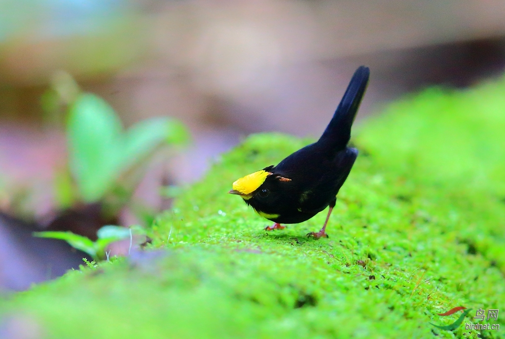 ��὿�lGolden-winged Manakin.jpg