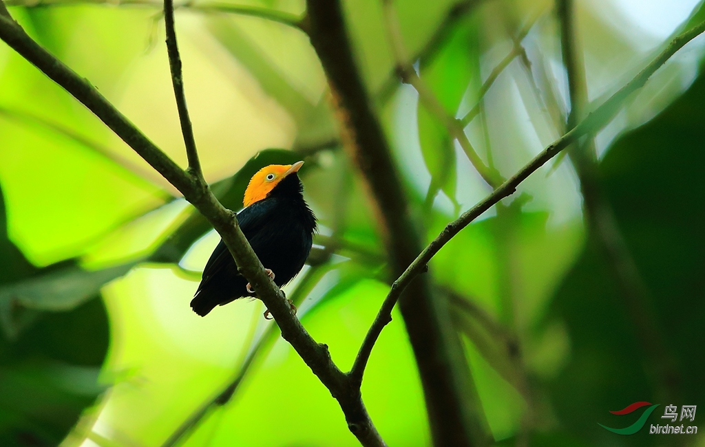 ��ͷ���lGolden-headed Manakin.jpg