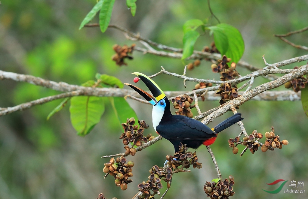 ���������Channel-billed Toucan_����.jpg
