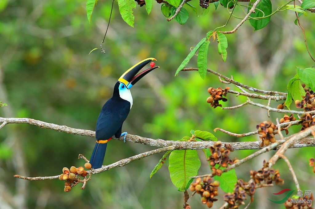 (凹嘴巨嘴鸟)2015第二次厄瓜多尔拍鸟之旅