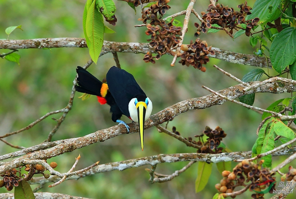 ���������Channel-billed Toucan16_����.jpg