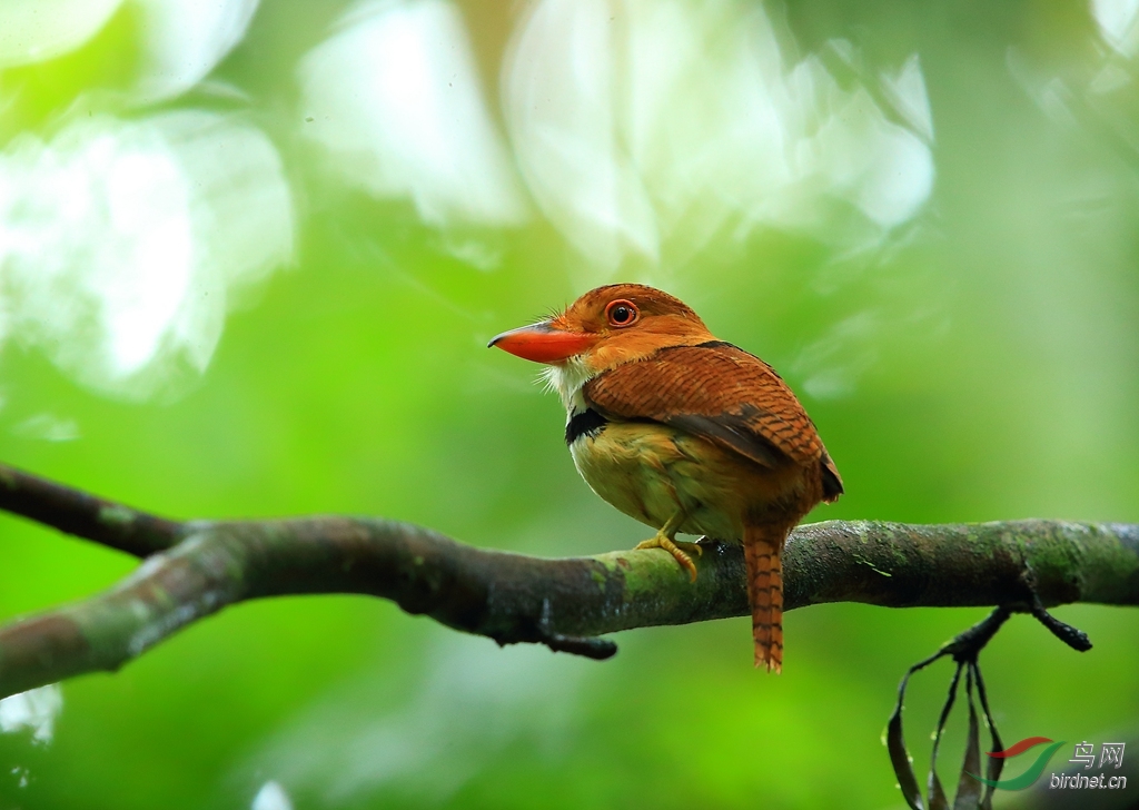 ����ͷ��Collared Puffbird.jpg