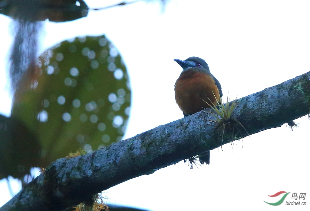 ������White-faced Nunbird.jpg