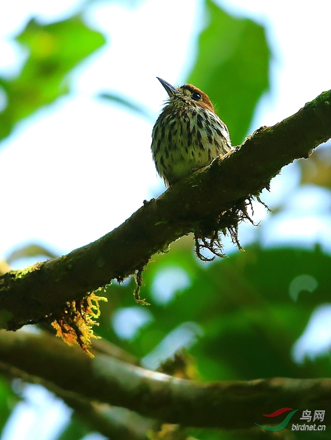 ì��ͷ��Lanceolated Monklet.jpg