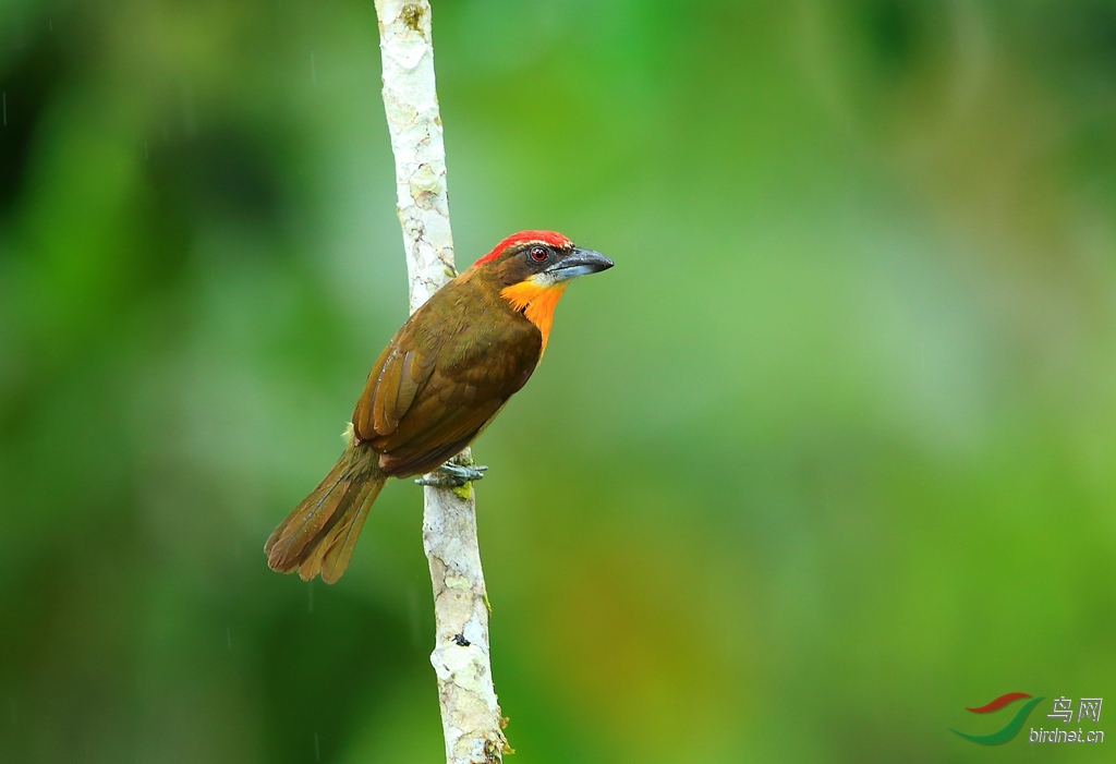 �춥����Scarlet-crowned Barbet.jpg