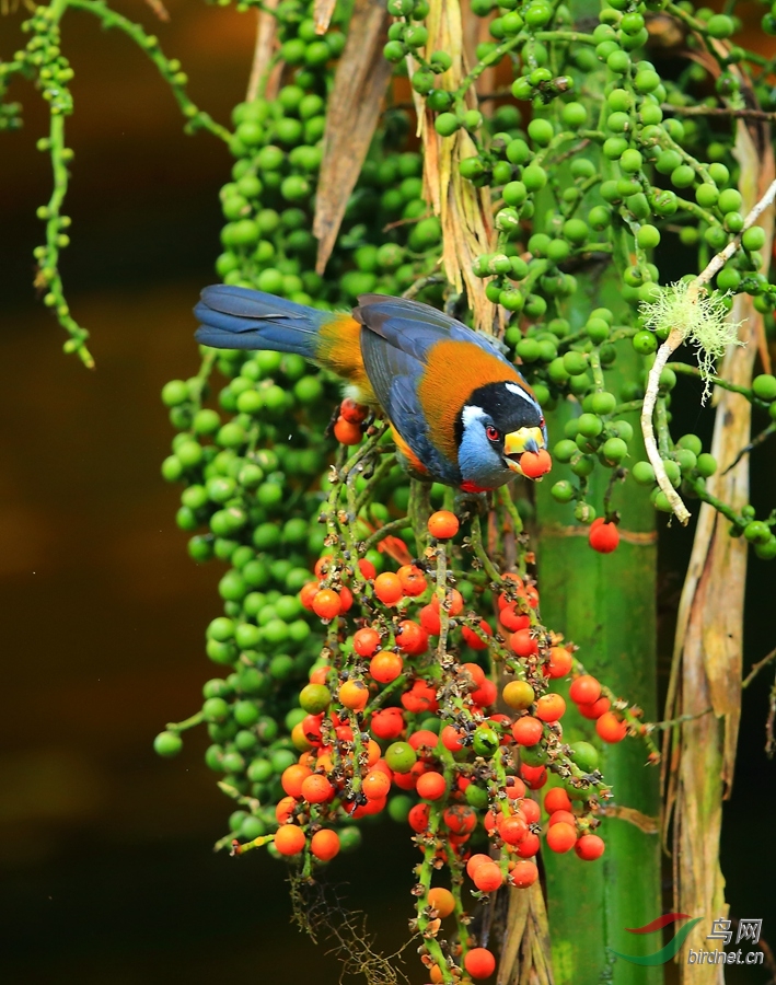 ��������Toucan Barbet.jpg