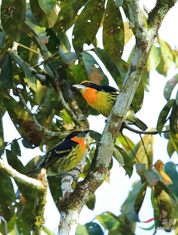 ��������Gilded Barbet.jpg