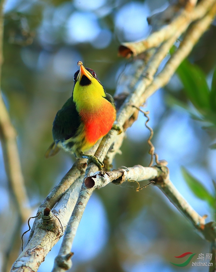 �ƺ�����Lemon-throated Barbet.jpg