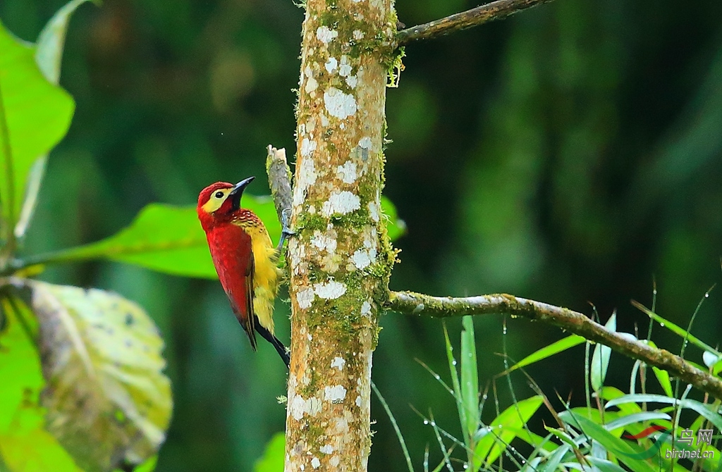 �챳��ľ��Crimson-mantled Woodpecker.jpg