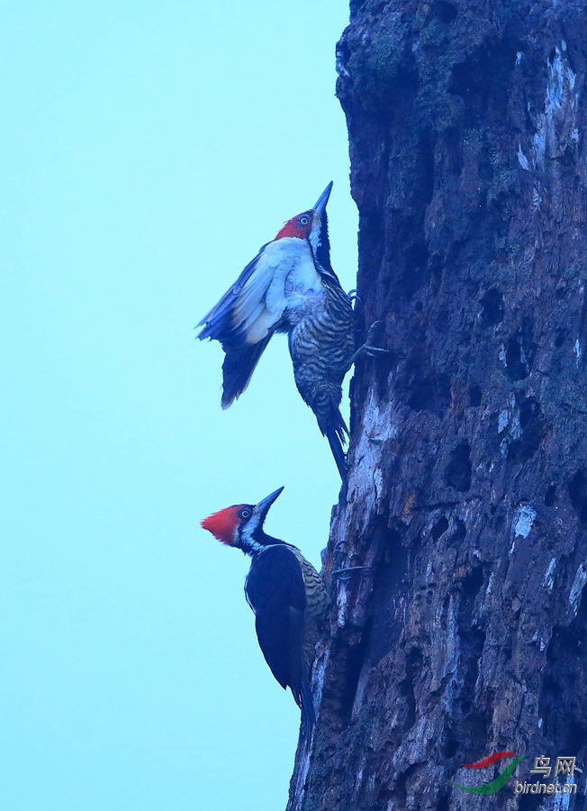 ��϶����ľ��Guayaquil Woodpecker.jpg