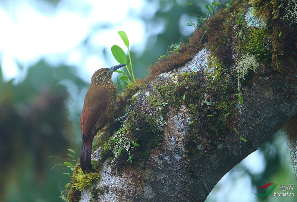 ǿ����ȸStrong-billed Woodcreeper.jpg