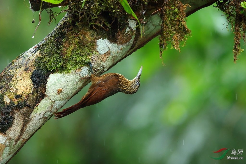 ֱ����ȸStraight-billed Woodcreeper.jpg