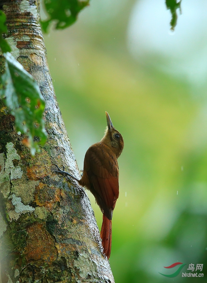 �����ȸWhite-chinned Woodcreeper.jpg