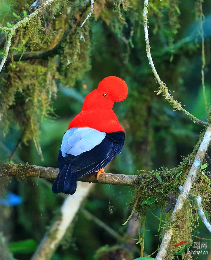 ����˹��ɡ��Andean Cock-of-the-rock.jpg