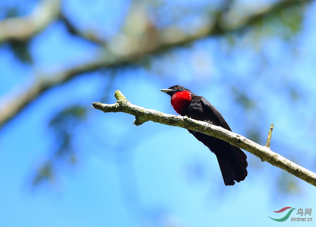 �Ϻ���ɡ��Purple-throated Fruitcrow.jpg