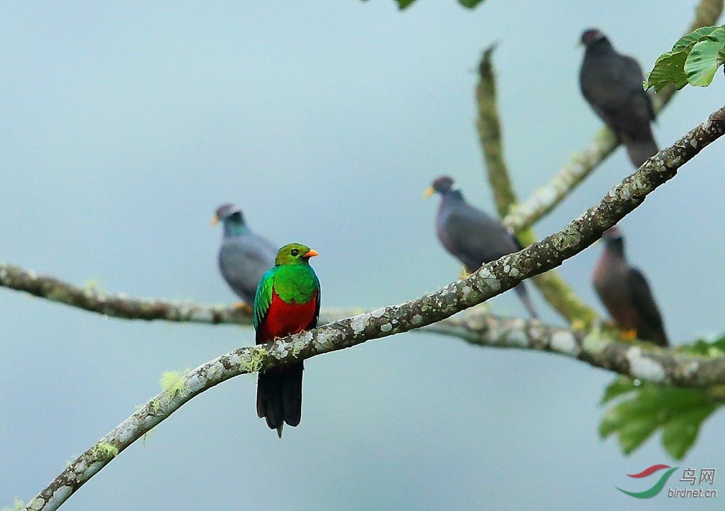��ͷ��ҧ��Golden-headed Quetzal.jpg