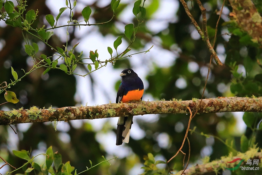��β����ҧ��White-tailed Trogon.jpg