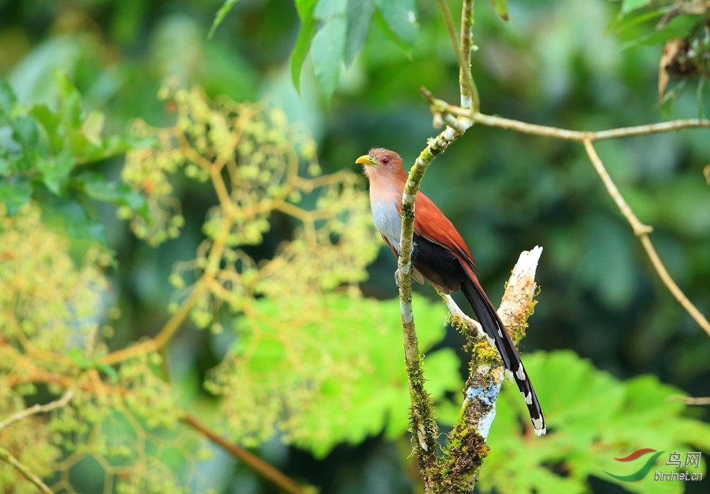 �Ҹ��ؾ�Squirrel Cuckoo.jpg