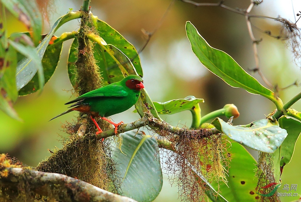 ��������ȸGrass-green Tanager.jpg
