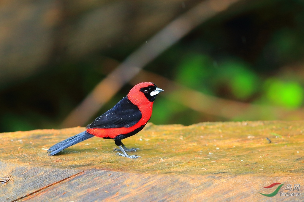 糺��������ȸMasked Crimson Tanager.jpg