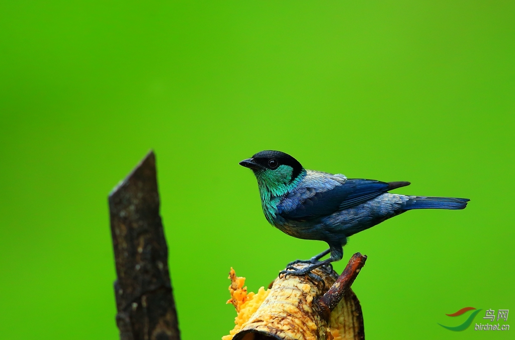 �ڶ��Ƽ���ȸBlack-capped Tanager.jpg