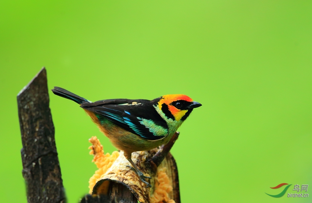 �����Ƽ���ȸFlame-faced Tanager.jpg