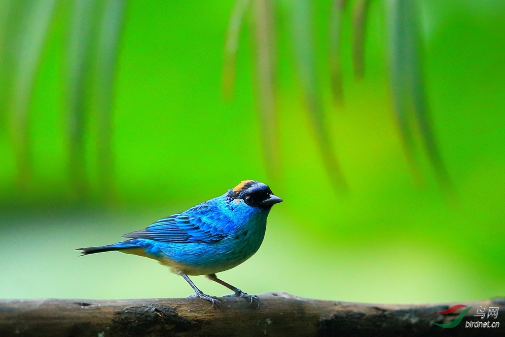 ���Ƽ���ȸGolden-naped Tanager.jpg