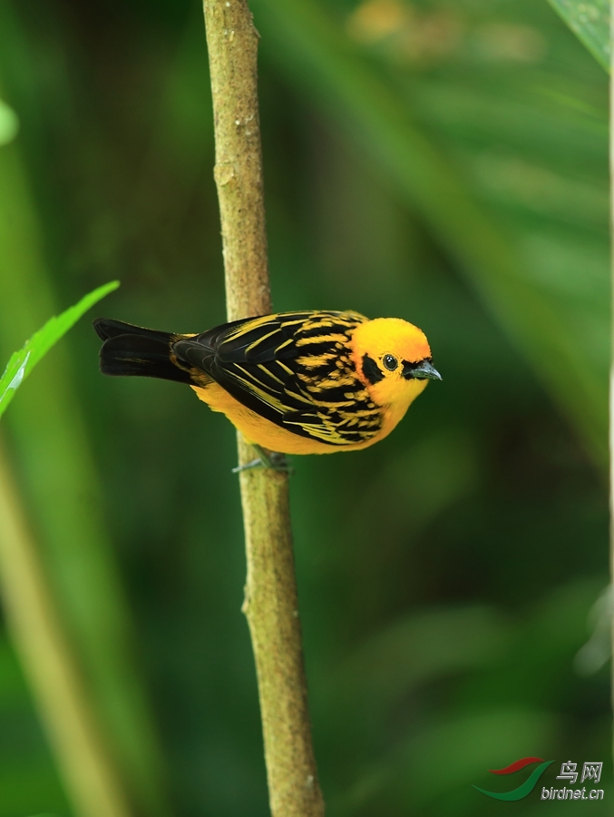 ������ȸGolden Tanager.jpg
