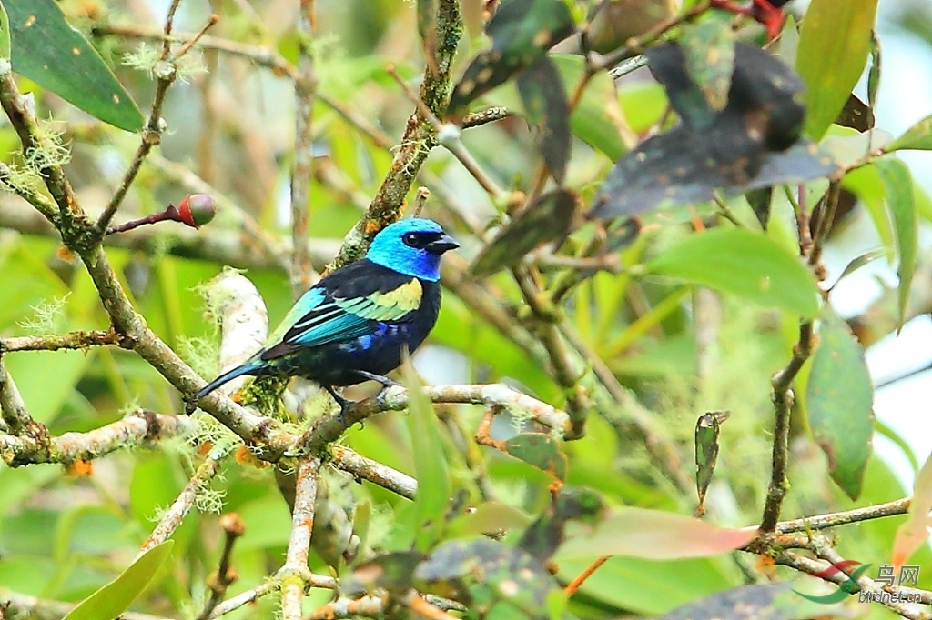 �����Ƽ���ȸBlue-necked Tanager.jpg