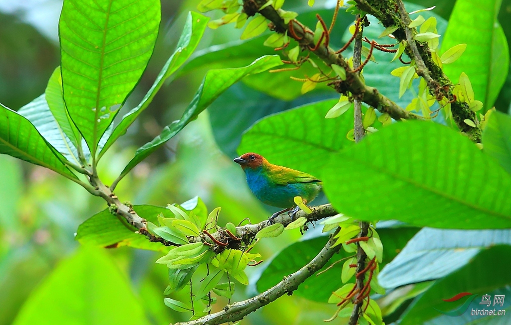 ��ͷ�Ƽ���ȸBay-headed Tanager.jpg