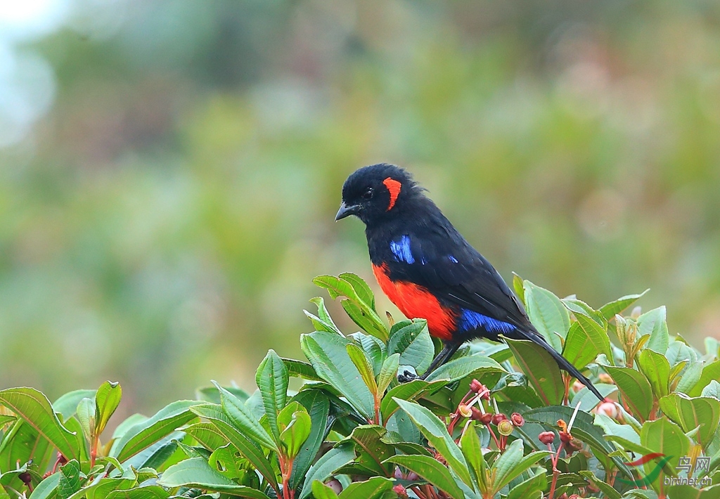 �츹�����ȸScarlet-bellied Mountain-Tanager.jpg