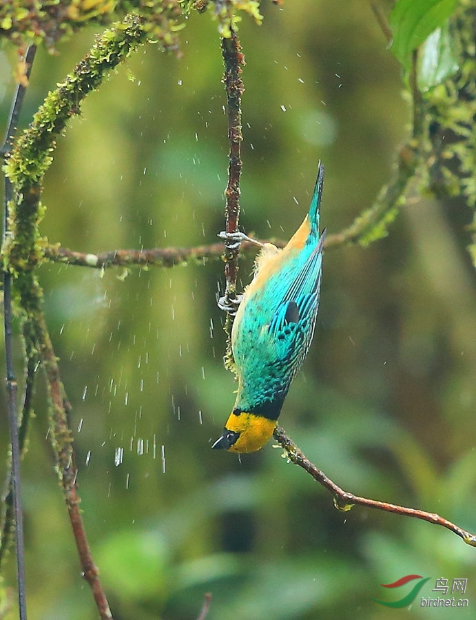 �ƶ��Ƽ���ȸSaffron-crowned Tanager.jpg