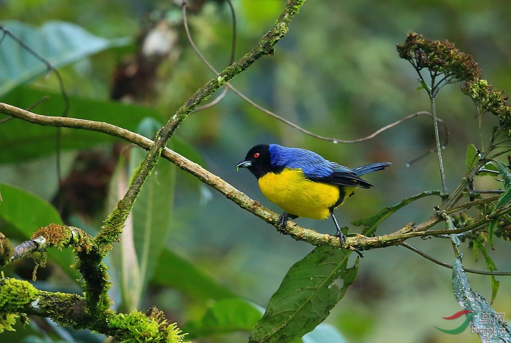 ��ͷɽ���ȸHooded Mountain-Tanager.jpg