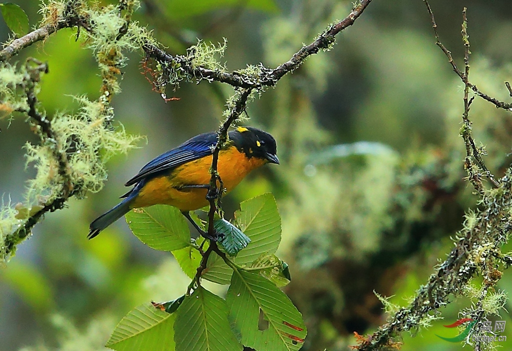 �Ƹ������ȸLacrimose Mountain-Tanager.jpg