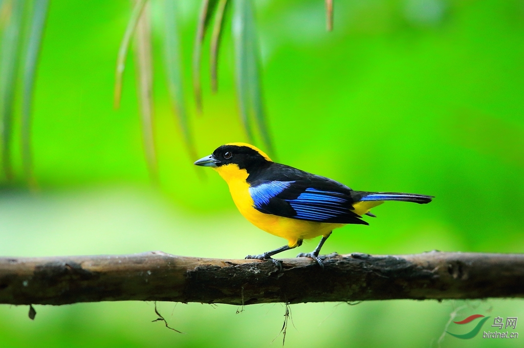 ���������ȸBlue-shouldered tanager.jpg