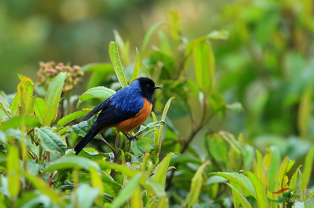����׶��ȸBlue-backed Conebill.jpg