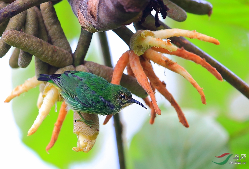 ������ȸ��Purple Honeycreeper.jpg