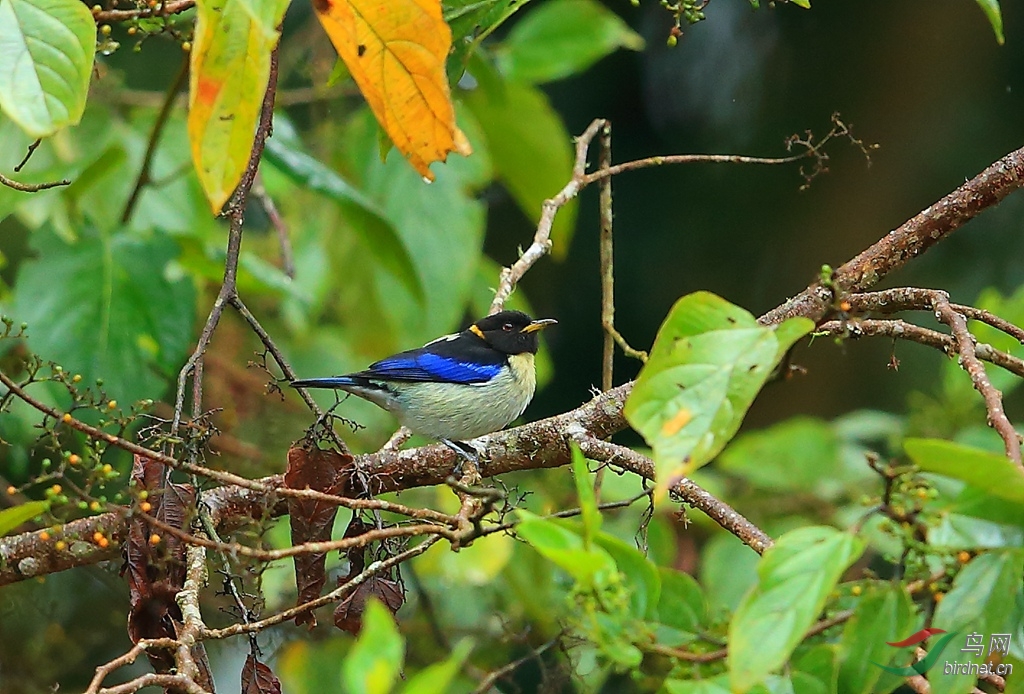 ��������ȸGolden-collared Honeycreeper.jpg