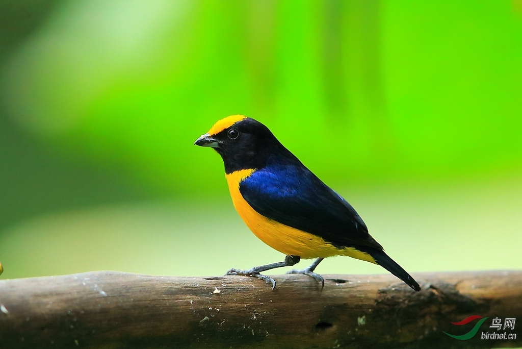 �ȸ���ȸOrange-bellied Euphonia.jpg