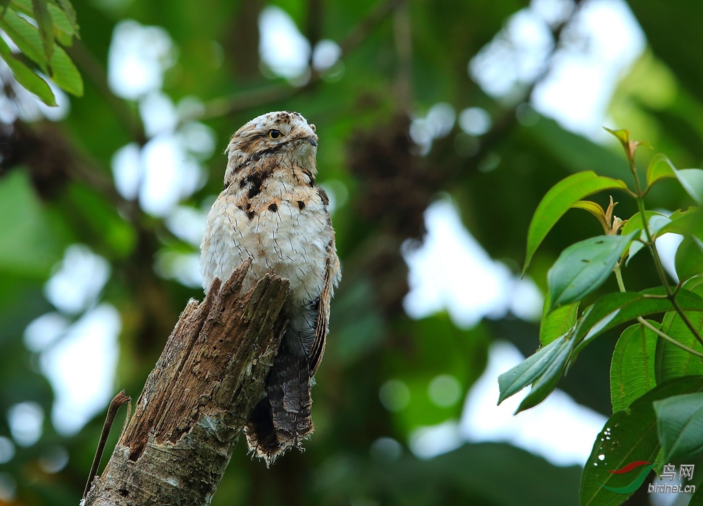���Common Potoo.jpg