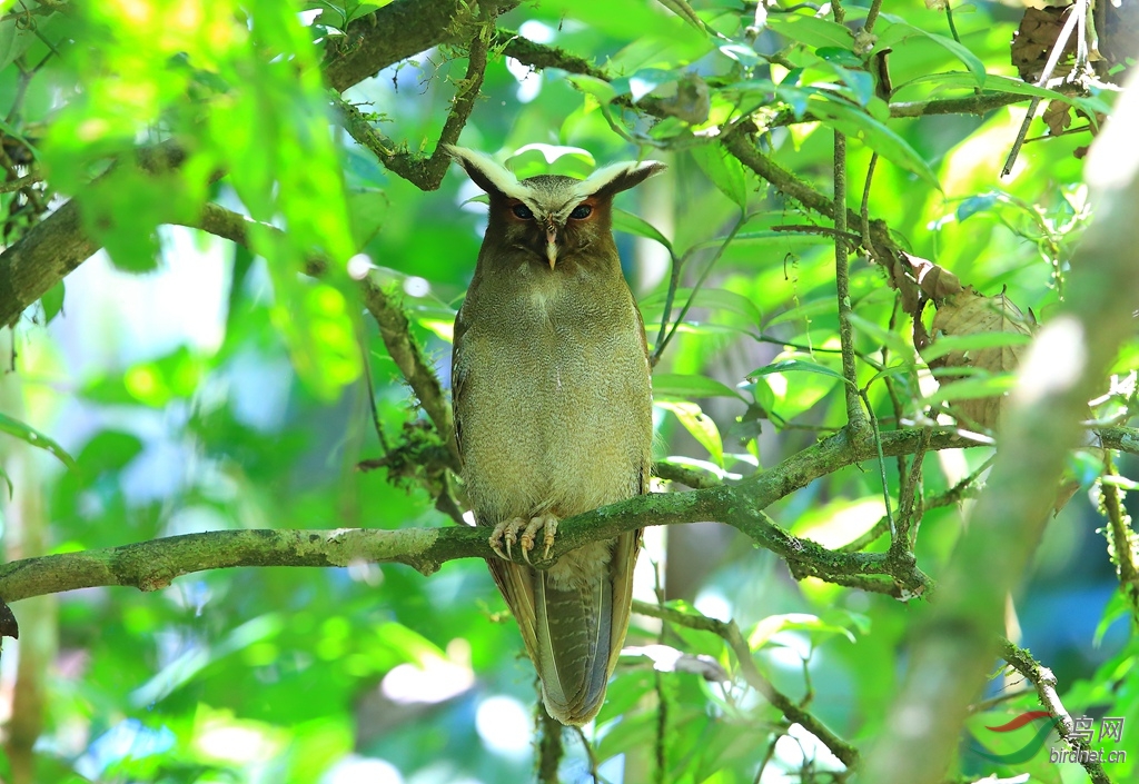 ���^Crested Owl.jpg