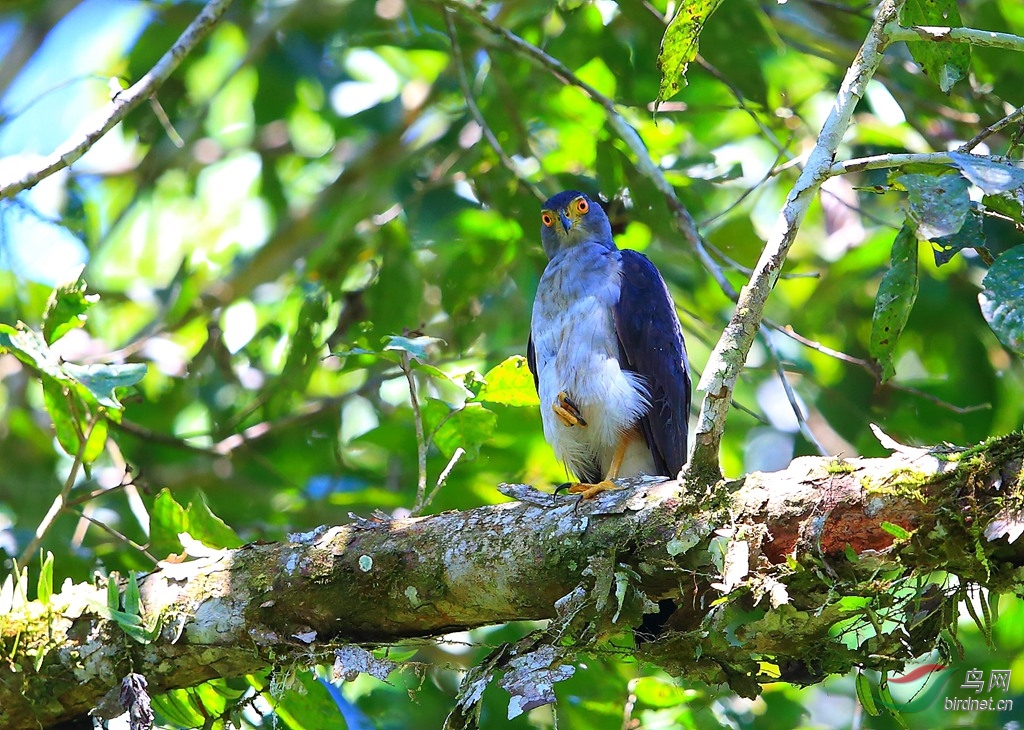 ˫ɫӥBicolored Hawk.jpg