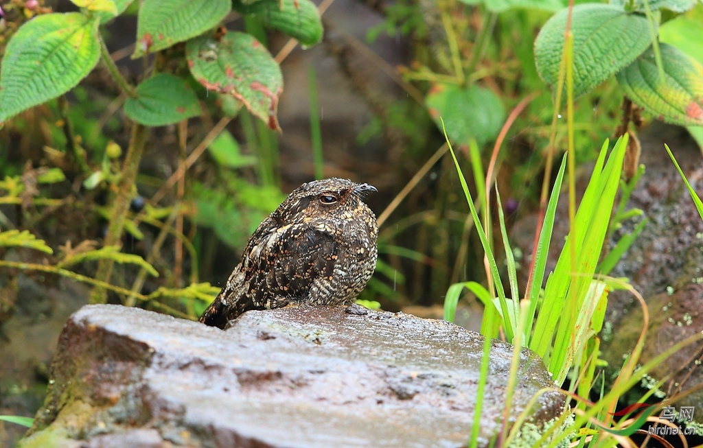 ��ҹӥOcellated Poorwill.jpg