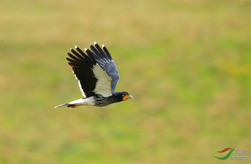 �ھ���Carunculated Caracara.jpg