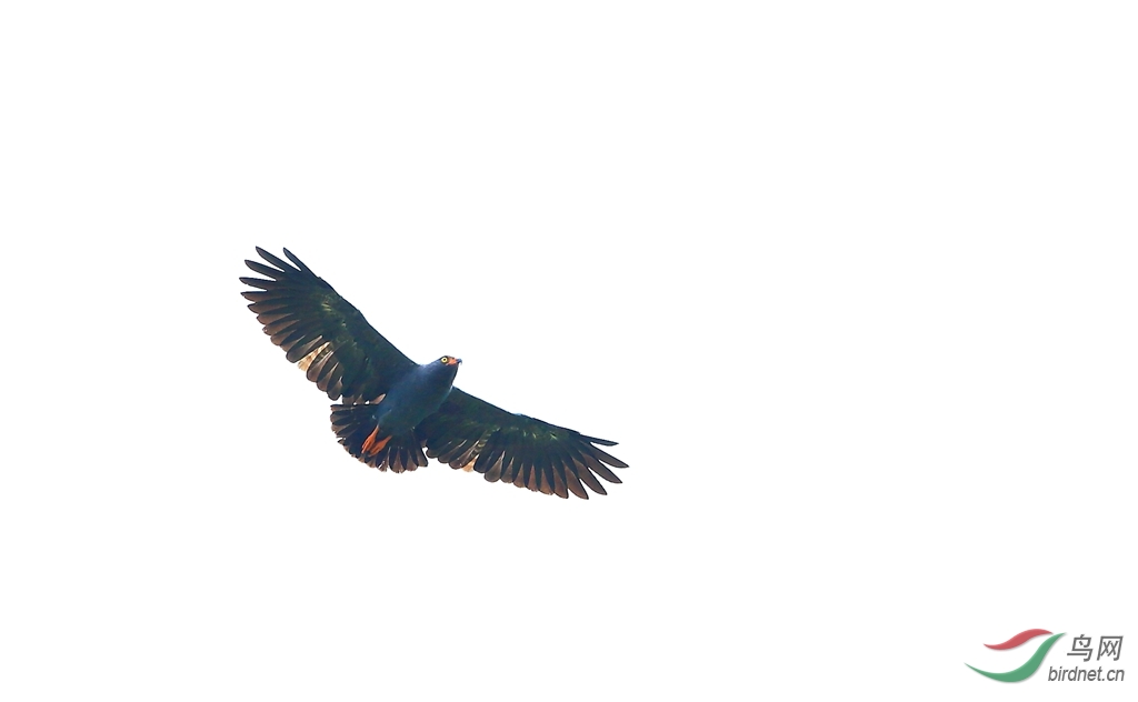 ����ʳ���Slender-billed Kite.jpg
