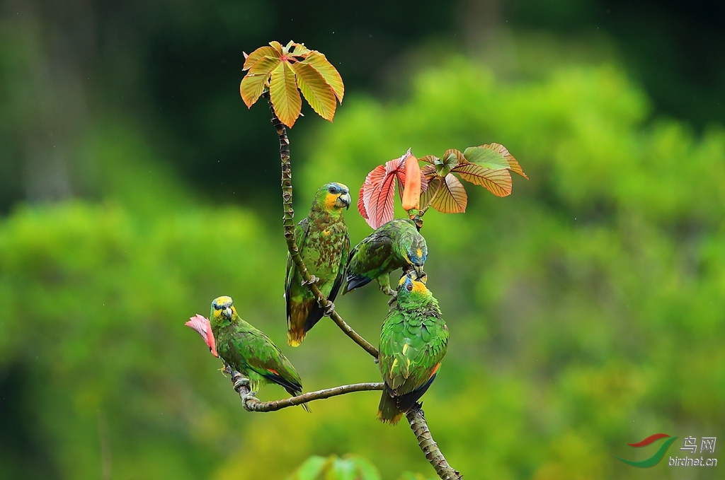�ȳ��и�Orange-winged Parrot.jpg