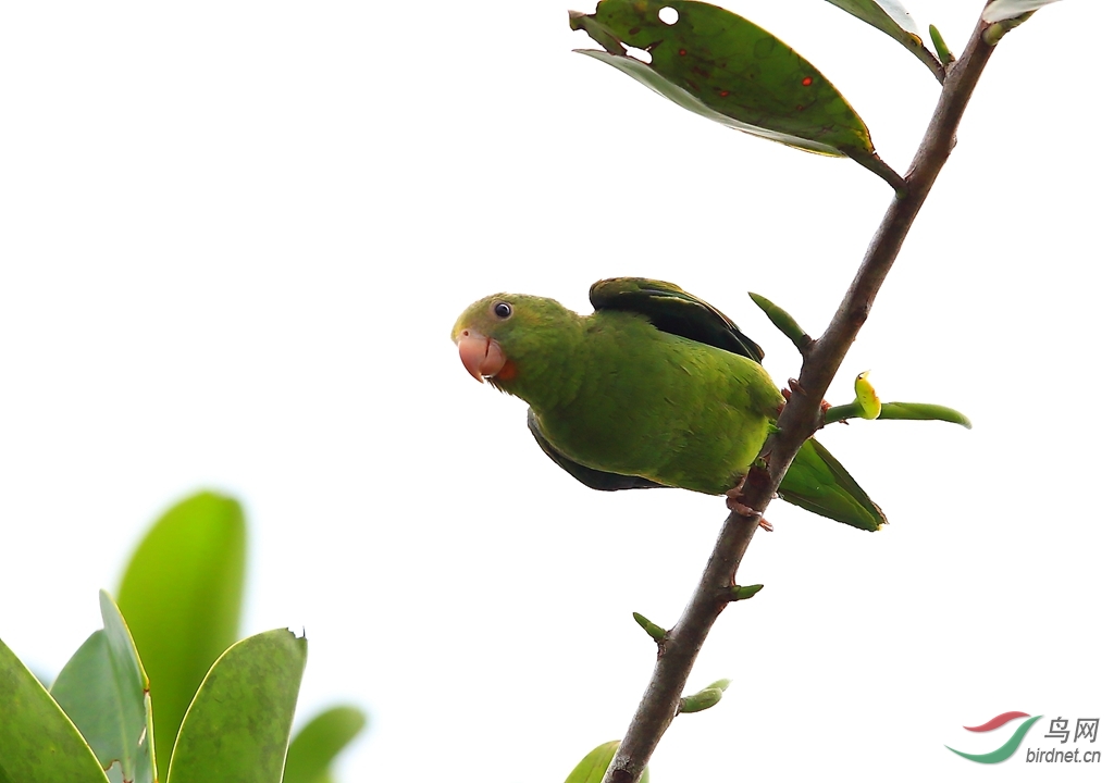 ���������и�Cobalt-winged Parakeet.jpg