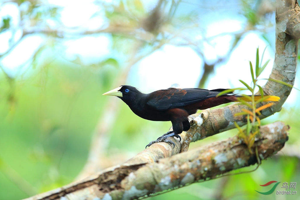 ���������Crested Oropendola.jpg